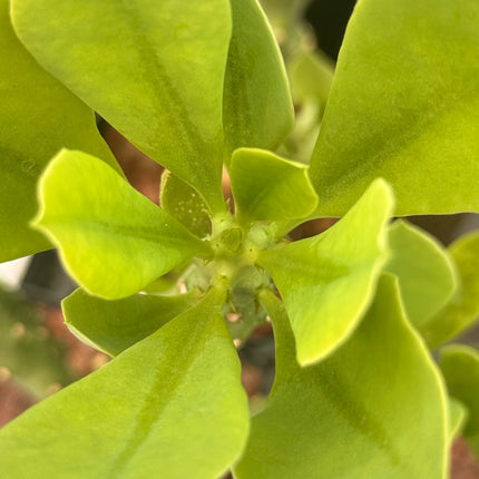 Euphorbia neriifolia