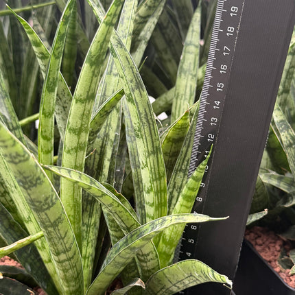 Dracaena ‘Silver Steel’