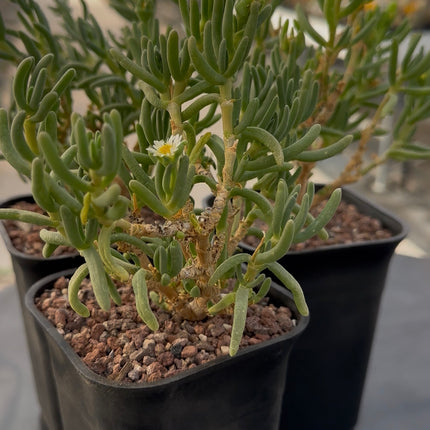 Delosperma sphalmantoides