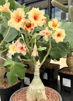 Adenium obesum multiflorum