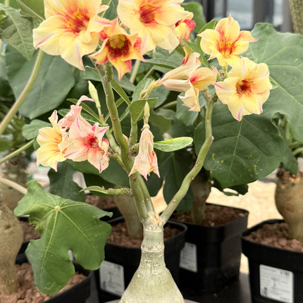 Adenium obesum multiflorum