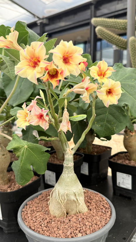 Adenium obesum multiflorum
