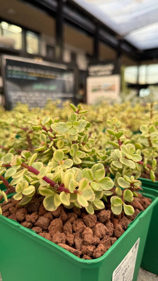 Portulacaria afra f. variieren