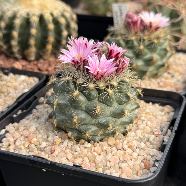Gymnocactus knuthianus