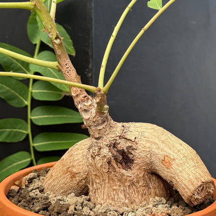 Phylianthus mirabilis