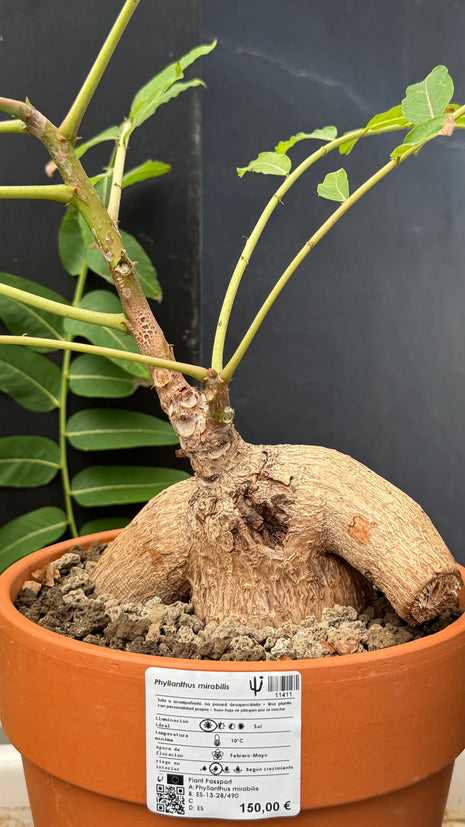 Phylianthus mirabilis