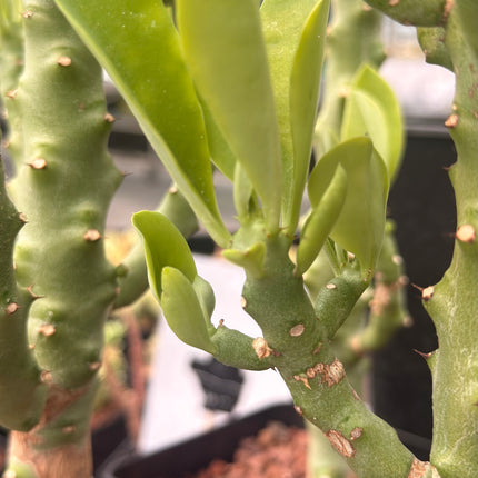 Euphorbia neriifolia