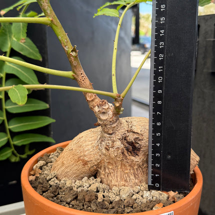 Phylianthus mirabilis