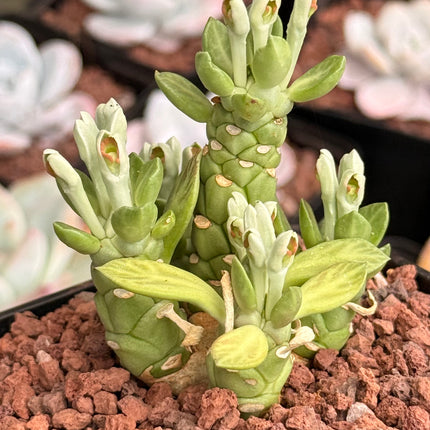 Euphorbia neostapelioides