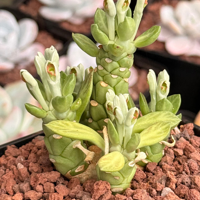Euphorbia neostapelioides