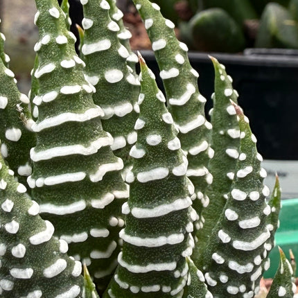 Haworthiopsis reinwardtii var. reinwardtii