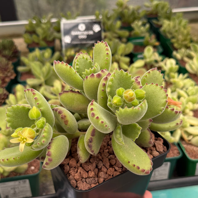 Cotyledon ladismithiensis "Bear's Paw"