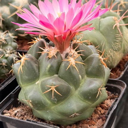 Coryphantha elephantidens