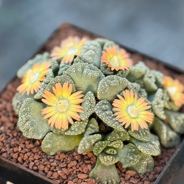 Titanopsis calcarea