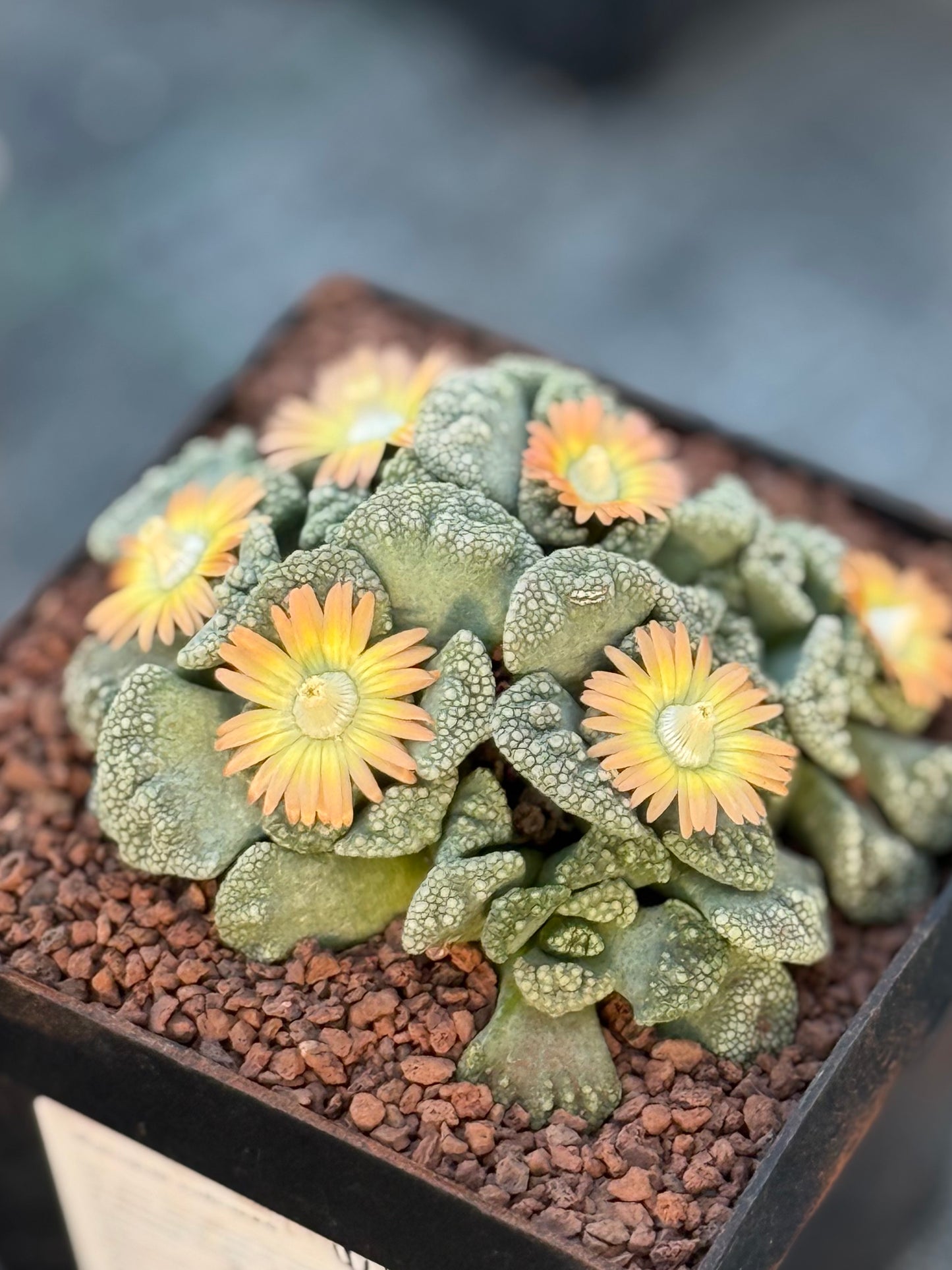 Titanopsis calcarea