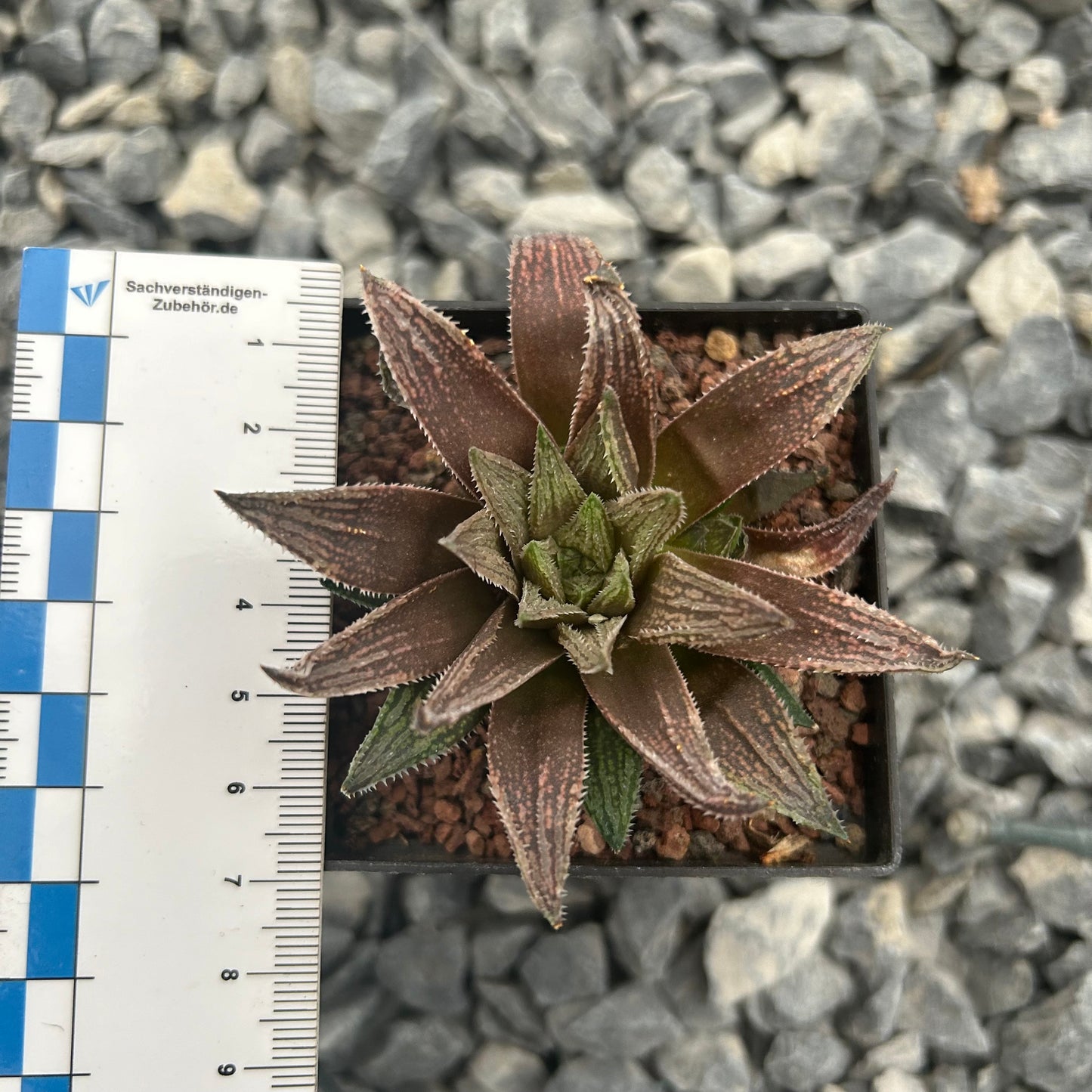 Haworthia marumiana var. viridis