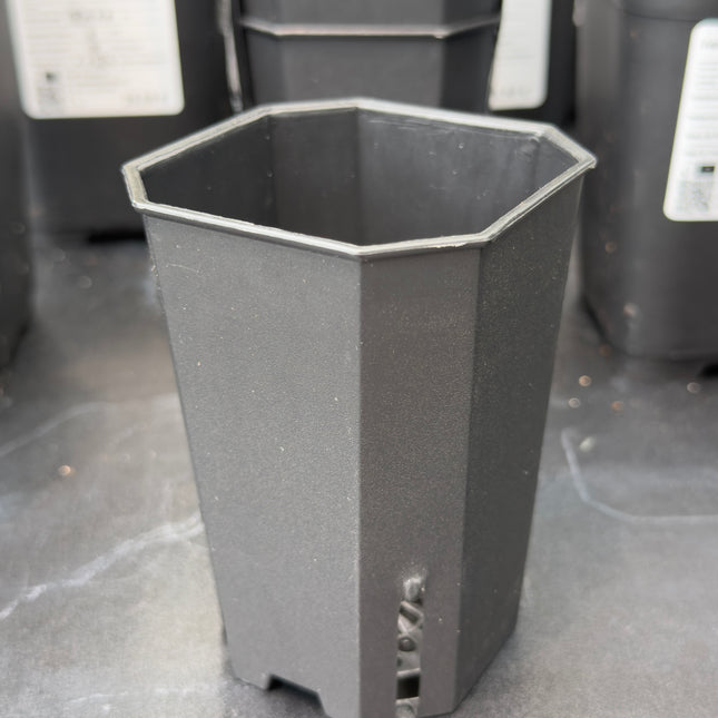 Pack macetas ELITE para Lithops 5uds