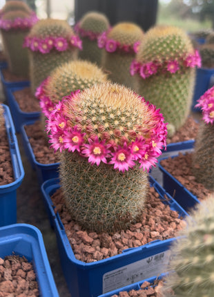 Mammillaria spinosissima var. pilcayensis