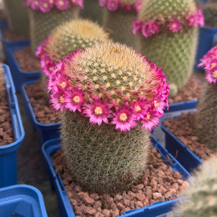 Mammillaria spinosissima var. pilcayensis