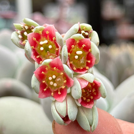 Pachyphytum oviferum