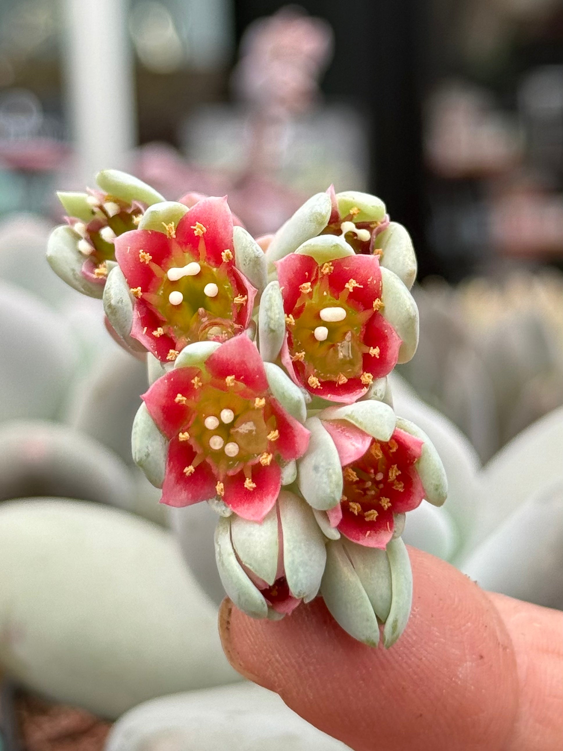 pachyphytum oviferum succulent Pachyphytum oviferum – DesertSTORE.es