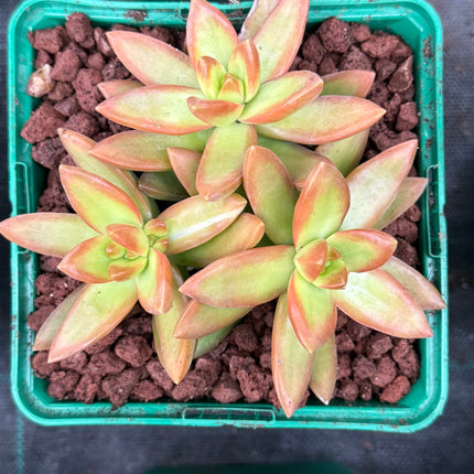 Sedum nussbaumerianum