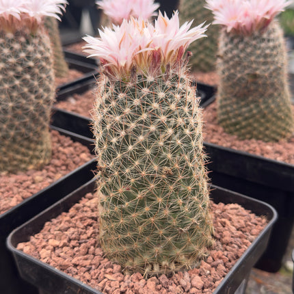 Escobaria sneedii var. leei