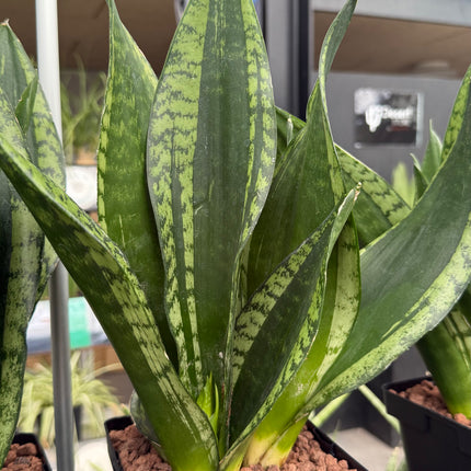 Dracaena ‘Silver Flame’