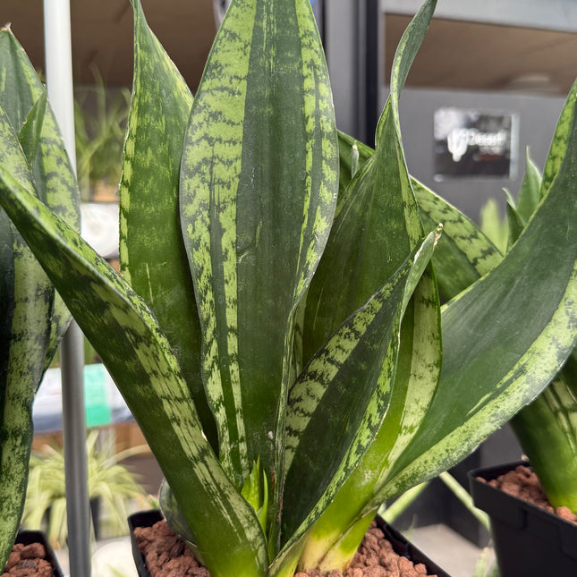 Dracaena ‘Silver Flame’