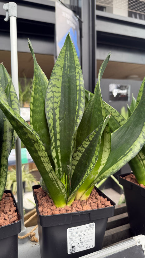 Dracaena ‘Silver Flame’