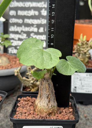 Momordica rostrata