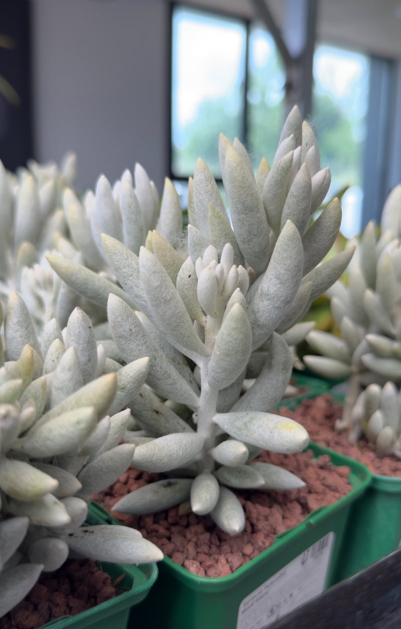 Senecio haworthii cv. Mont blanc