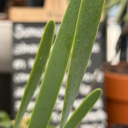 Albuca bracteata