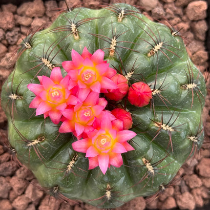 Peruvian oroya 'Andahuayias'