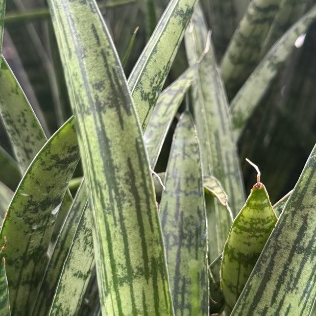Dracaena ‘Silver Steel’