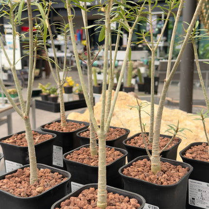 Euphorbia balsamifera