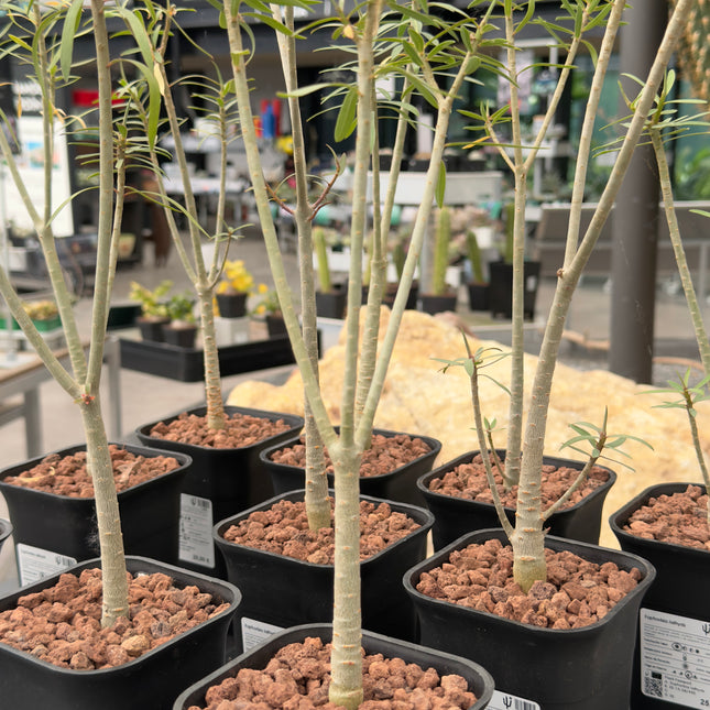 Euphorbia balsamifera