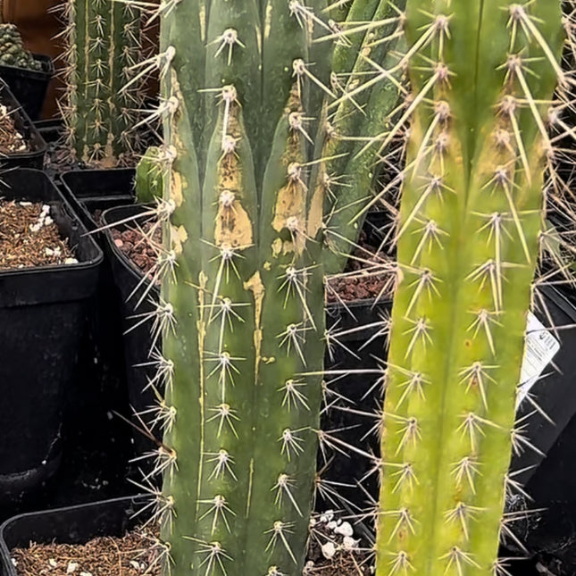 Antorcha peruviana (Porta Injertos Vigorosos)