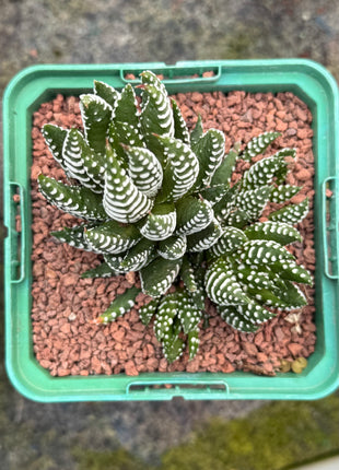 Haworthiopsis reinwardtii var. reinwardtii