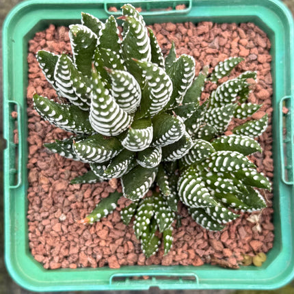 Haworthiopsis reinwardtii var. reinwardtii