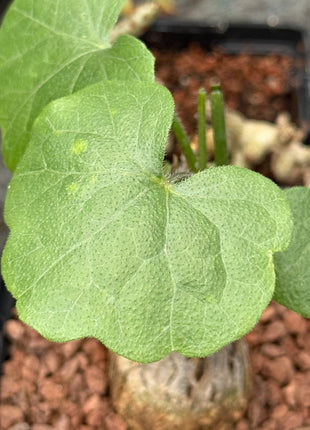 Momordica rostrata