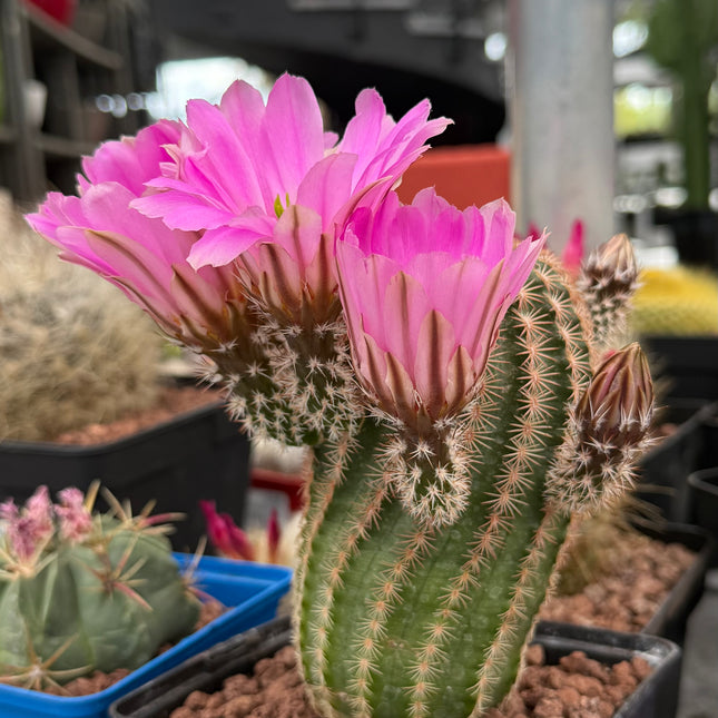 Echinocereus reichenbachii SB387