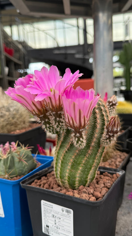Echinocereus reichenbachii SB387
