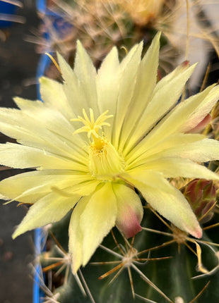 Hamatocactus hamatacanthus