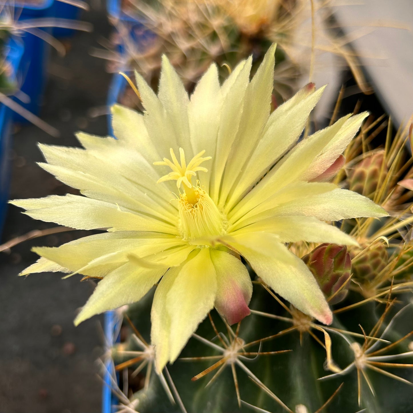 Hamatocactus hamatacanthus