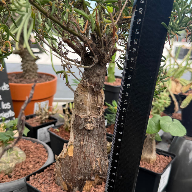 Mestoklema tuberosum