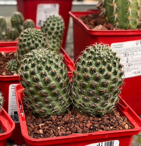 Aylostera pygmaea
