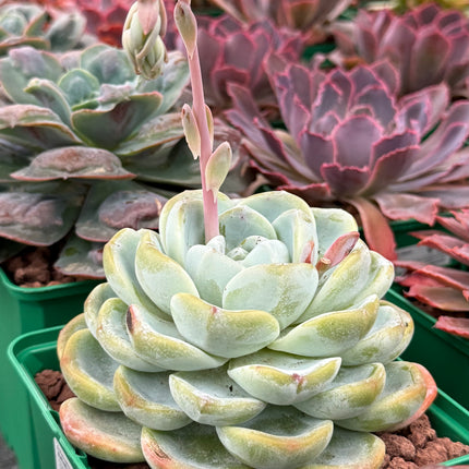 Echeveria ‘Jade Butterfly’