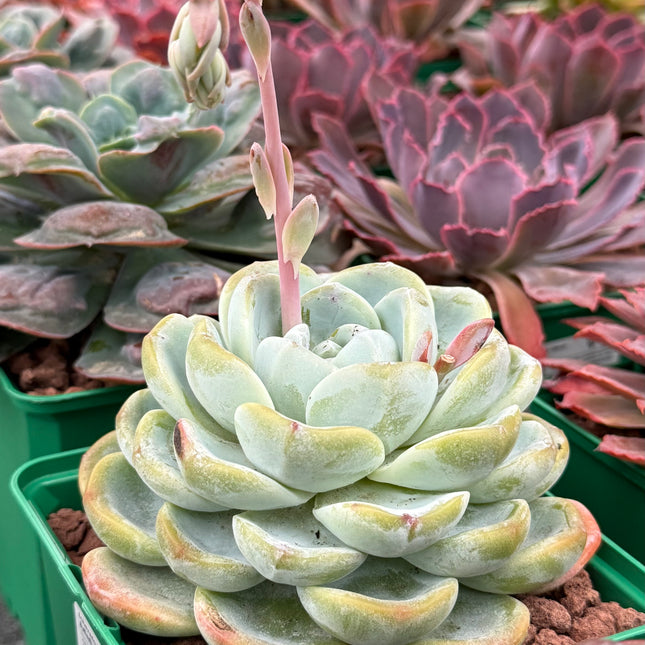 Echeveria ‘Jade Butterfly’