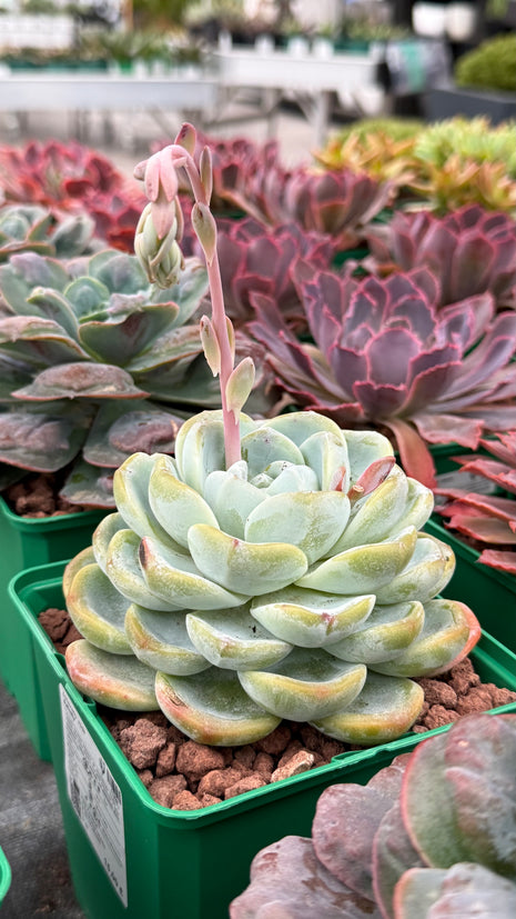 Echeveria ‘Jade Butterfly’